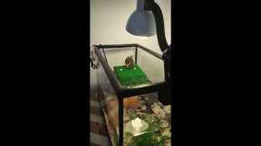Tiny turtle epically fails when it tries to escape its aquarium