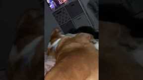 Dog pushes cat off bed to get better view of TV
