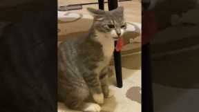 Cat eats sushi in the most ridiculous way
