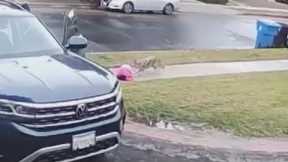 Coyote attacks toddler, tries to drag her away in viral video