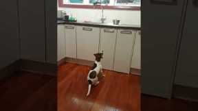 Impatient dog wants food NOW