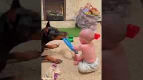 Doberman and baby share the sweetest moment