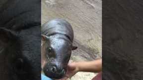 Adorable baby hippo nuzzles keeper