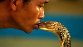 Here's How A Cobra Is Selected For A Snake Show