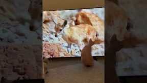 Hungry cat tries his luck at hunting deer on his TV screen