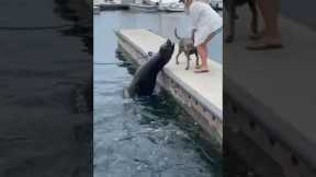 Terrifying moment sea lion leaps out of marine to attack labrador in California