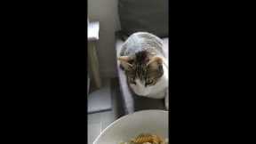 Hilarious Cat Reacts To Gross Human Food!