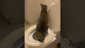 Hilarious cat takes potty training to new heights