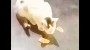 cute cat funny videos viral video#short#shortfeed