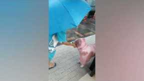 Kind woman gives drenched stray dog a pink rain coat during storm