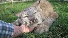Canada lynx enjoy cuddles from carer