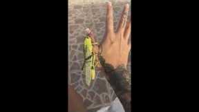 Huge grasshopper perches on woman's hand In Mexico