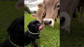 Staffordshire bullterrier bonds with cows