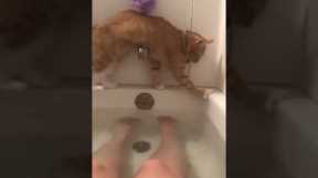 Cat hilariously fails at climbing over bathtub