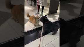 Two adorable dogs divided by glass share kisses