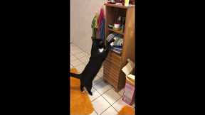 Cheeky cat removes towels from shelves so it can take a seat