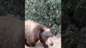 Fearless hiker closely encounters a bear in California