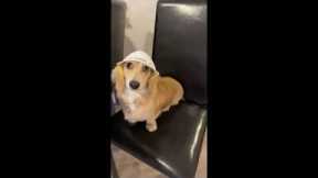 Dog wears construction hat during bathroom remodel