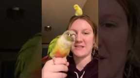 Parrots and owner have a dance off