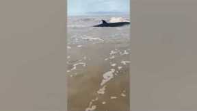 Firemen save whale calf stranded on beach in Borneo