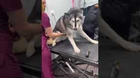 Husky gets all dramatic at the groomers