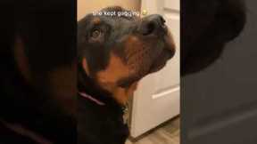 Disgusted rottweiler gags when owner uses toilet 😷