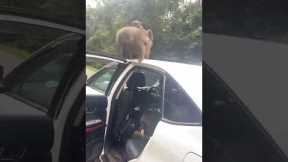 Cheeky baboon jumps into car window to steal bananas