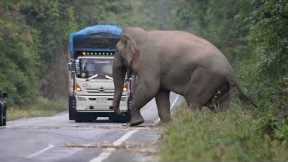 Greedy wild elephant stops passing trucks to steal sugarcane