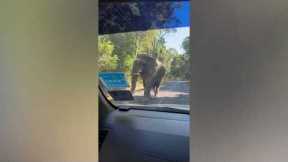 Elephant family holds up traffic on mountain road