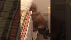 Guilty dog tries to hides after ripping owners pillow