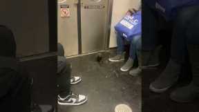 Hilarious pigeon rides NYC subway and gets off right at its stop