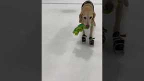 The world's first ice-skating dog