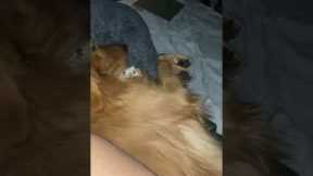 Koda the dog takes up too much space on mom's bed at night!