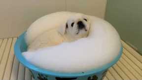 Dogs enjoy the ultimate bubble bath