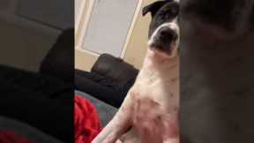 Dog hilariously moves from coughing owner