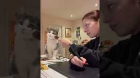 Cat obsessed with watching owner work