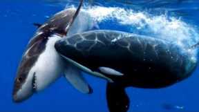 ORCA VS GREAT WHITE SHARK - Shark VS Killer Whale