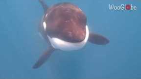 Curious orca breaks free from pod to spend time with tourists in the Gulf of California