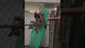 Heartwarming rescue of Los Angeles bobcat found stuck in fence