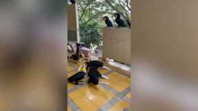 Dozens of toucans looking for food land on hospital balcony