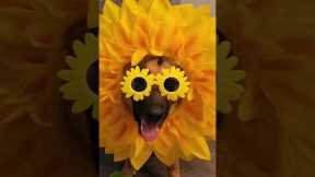 Dog blooming with happiness in sunflower costume #shorts