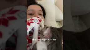 Pet cat casually tries to suffocate owner with her own blanket