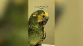 Neglected elderly parrot nursed back to health by animal carer