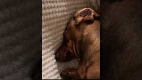 Funny dachshund falls asleep mid dig