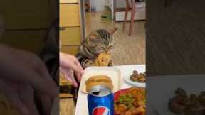 Grumpy cat decides owners food is his!