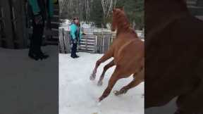 Silly horse runs over to woman and farts
