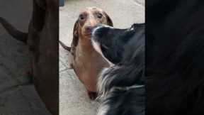 Adorable sausage dog gets some loving kisses