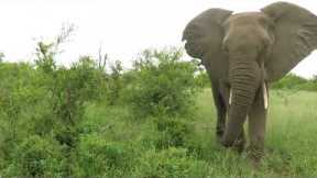 Agitated elephant throws soil over photographer