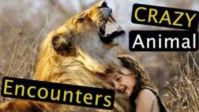 Top 10 Crazy Wild Animal Encounters | Amazing Wild Animal Videos