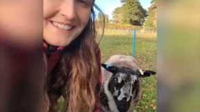 Sheep who thinks he's a dog has been trained to do a range of tricks